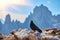 bird Pyrrhocorax graculus stands calmly on a rock against the backdrop of beautiful views of the Dolomites