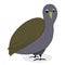 Bird quail cartoon animal vector