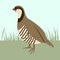 Bird quail, vector illustration ,flat style, profile