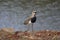 Bird quero-quero vanellus chilensis wild animal