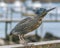 Bird at Railing with Attentive Expression