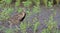 Bird, Rain Quail Cotumix coromandelica