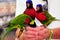 Bird, Rainbow Lorikeets