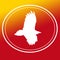 Bird Raptor Eagle Vulture Flying  Image Background Logo Banner