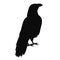 bird, raven black silhouette, on a white background, isolated