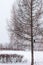 A bird raven sitting on a branch of a tree during a snowy winter. Some leafless bushes are in the foreground and background