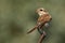 Bird - Red-backed Shrike Lanius collurio