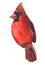 Bird red cardinal bright beautiful