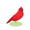 Bird red cardinal vector illustration of a beautiful bird red