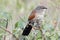 Bird with red eyes, orange black and white feathers and long black tail