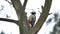 Bird red feathers woodpecker knocking on wildlife wood