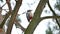 Bird red feathers woodpecker knocking on wood wildlife