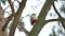 Bird red feathers woodpecker knocking on wood wildlife