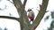 Bird red feathers woodpecker wildlife knocking on wood