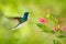 Bird with red flower. Hummingbird White-necked Jacobin, flying next to beautiful red flower with green forest background, Tandayap