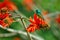 A Bird on a Red Flower, South Africa