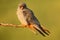 Bird Red-footed Falcon, Falco vespertinus, sitting on branch with clear green background, Bulgaria