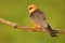 Bird Red-footed Falcon, Falco vespertinus, sitting on branch with clear green background, Hungary