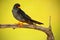 Bird Red-footed Falcon, Falco vespertinus, sitting on branch with clear green and yellow background, wildlife, animal in the