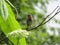 Bird Red-necked Nightingale, the city of Yuzhno-Sakhalinsk