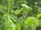 Bird Red-necked Nightingale, the city of Yuzhno-Sakhalinsk