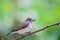 Bird Red-throated Flycatcher (Ficedula albicilla) on the branches