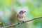 Bird Red-throated Flycatcher (Ficedula albicilla) on the branches