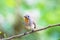 Bird Red-throated Flycatcher (Ficedula albicilla) on the branches