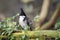 Bird red-whiskered bulbul sits on the trunk of an old fallen tree.