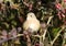 Bird Redstart on the barberry.
