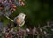 Bird Redstart on the barberry.