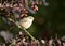 Bird Redstart on the barberry.