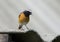 Bird Redstart (lat. Phoenicurus)