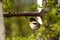 Bird reel on a branch