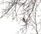 Bird reel in winter on a branch of apple tree. Photo image