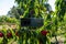 Bird repeller equipment in a cherry farm