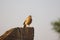 A bird rest on rock in day