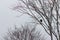 A bird resting on a branch of a withered tree.