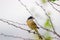 A bird resting on the thin branch of a plant on the tree