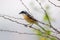 A bird resting on the thin branch of a plant on the tree