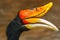 Bird,Rhinoceros hornbill