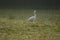Bird on the rice field morning walking