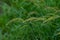 Bird rice, a weed in rice fields in Southeast Asia