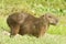 Bird riding on Capybara