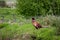 Bird Ring-necked Pheasant