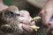 Bird ringing - common kestrel