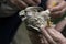 Bird ringing - common kestrel