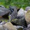 Bird, River, rocks, nature