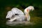 Bird in river. White Pelican, Pelecanus erythrorhynchos, bird in the dark water, nature habitat, Romania. Wildlife scene from Euro