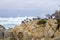 Bird Rock with water birds. seagulls and cormorants birds sitting on the rocks, Monterey, California